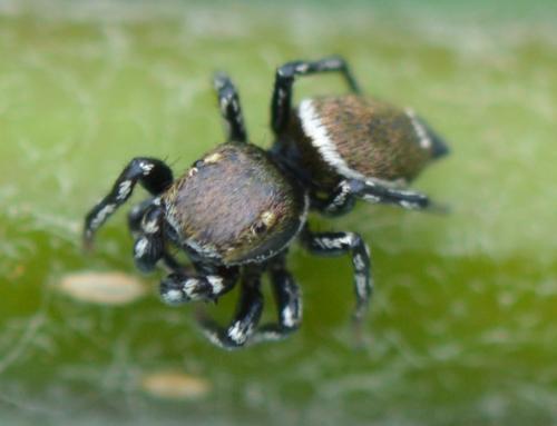 Réf. 309 412 : Heliophanus tribulosus